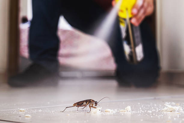 Wasp Removal Services in Havelock, NC